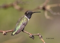 Black-chinned-Hummingbird;Hummingbird;Archilochus-alexandri;One;one-animal;avifa